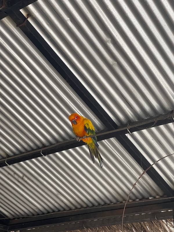 sun conure for sale! 3