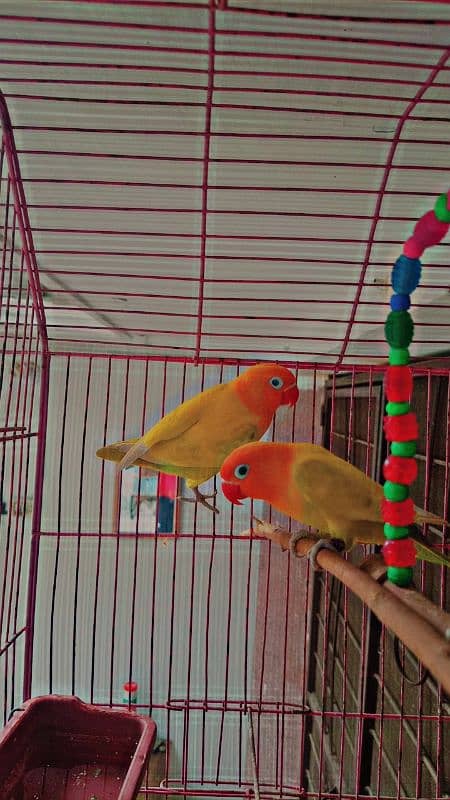 Lutino Love birds Male 0