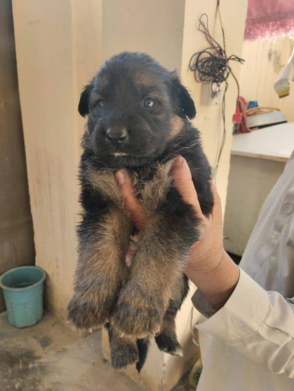 German Shepherd Female Puppies 0