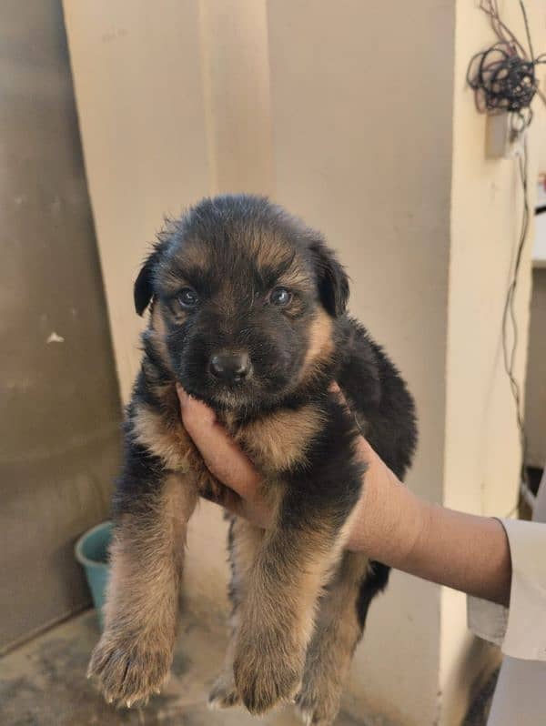 German Shepherd Female Puppies 2