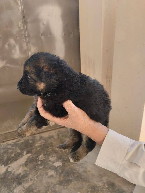 German Shepherd Female Puppies 4