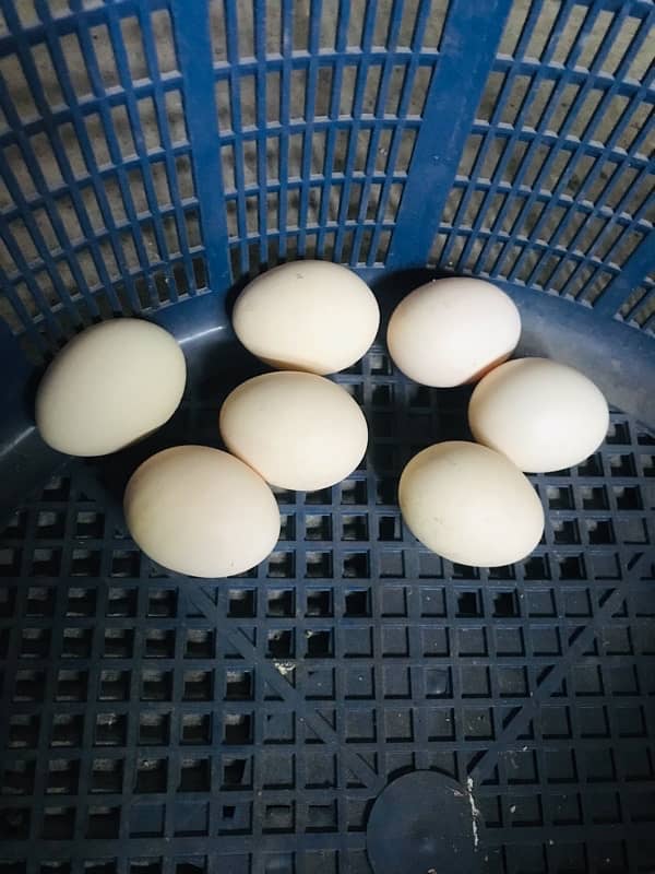 Aseel eggs 7