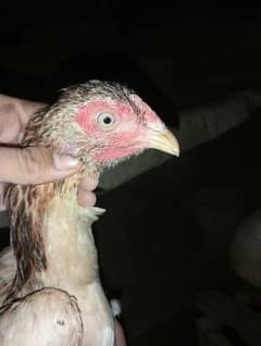 2 Aseel hens for sale