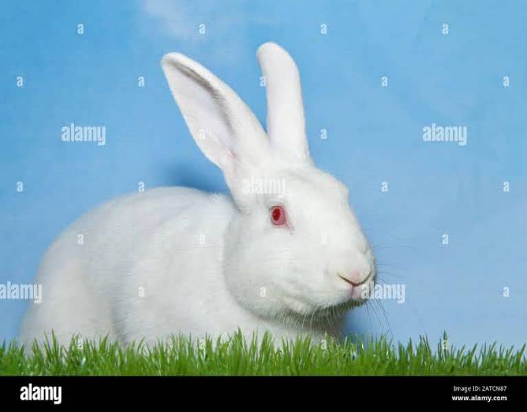 rabbit white or black 0