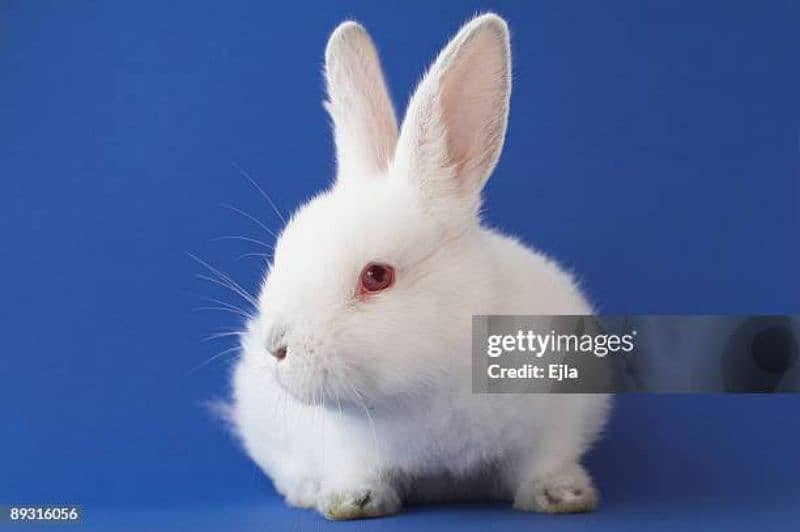 rabbit white or black 1