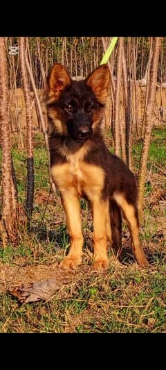 German Shepherd female 3 months for sale