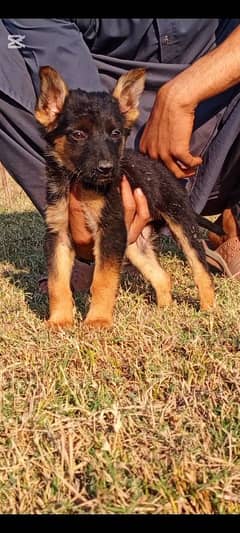 German Shepherd mail 2 months for sale