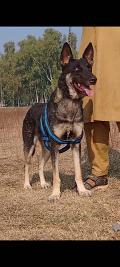 Alsatian female 10 months for sale