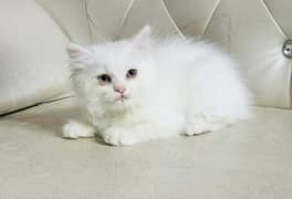 Persian cat vaccination clear for urgent sale age 50 03484580261