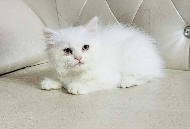 Persian cat vaccination clear for urgent sale age 50 03484580261 0