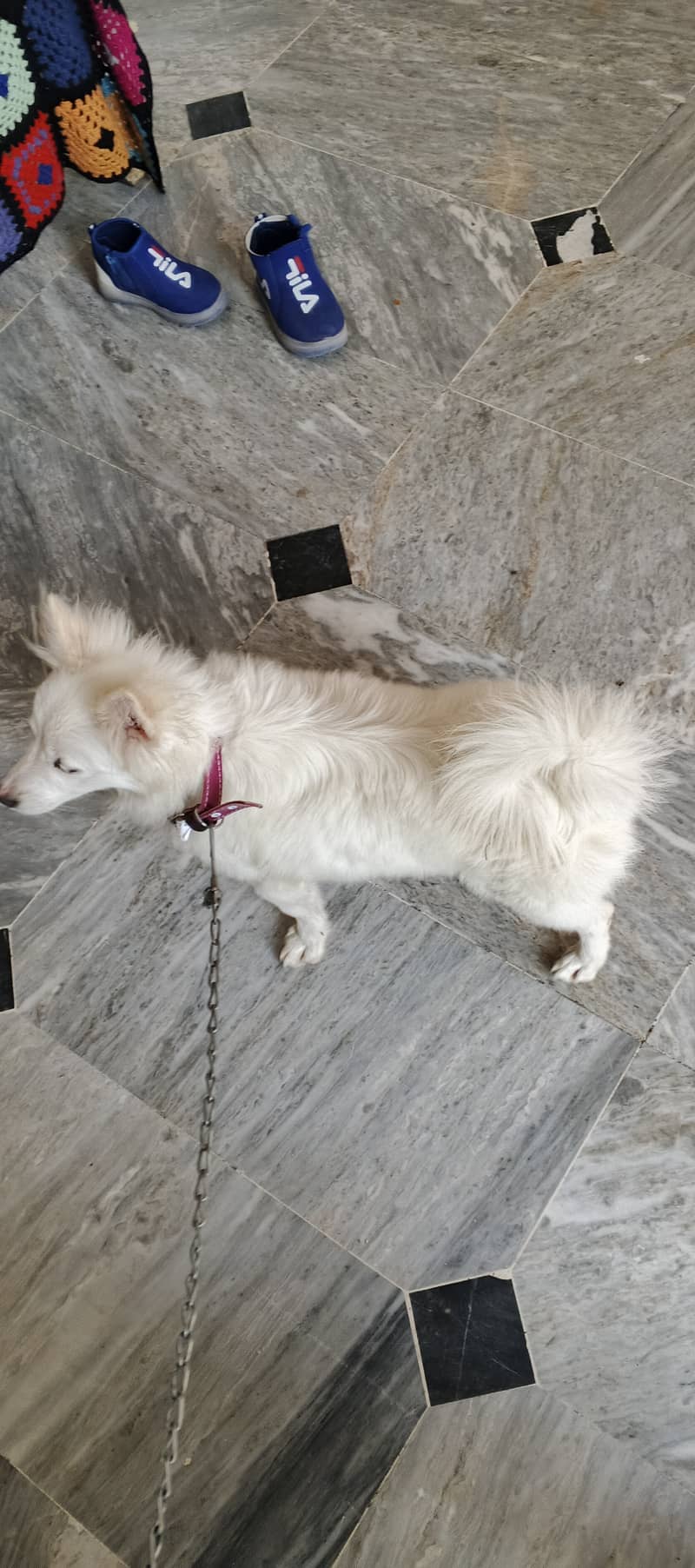 3 months papi  beautiful white . urgent sell. . on only 25000=Rs 1