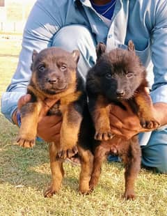 German shepherd puppies / puppy / GSD pup / german shepherd