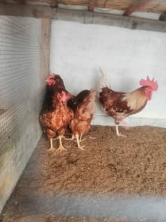 lohman brown hens (03047369155)