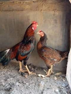 Aseel pair for sale