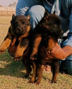 German shepherd puppies  / german shepherd / dog / 03111931627