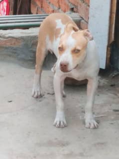 pitbull female