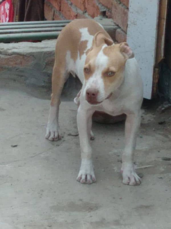 pitbull female 3