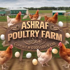 golden misri hens / egg laying hens / desi hens / desi eggs / eggs