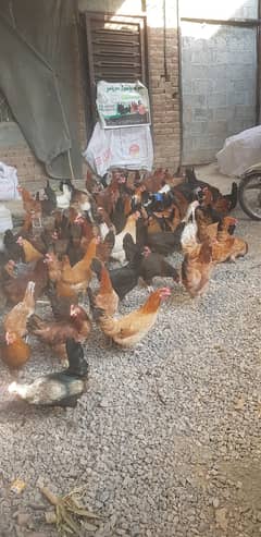 golden misri hens / egg laying hens / desi murghi / desi eggs / eggs