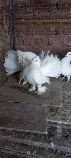 Indian Lakkay Fantail Pigeons