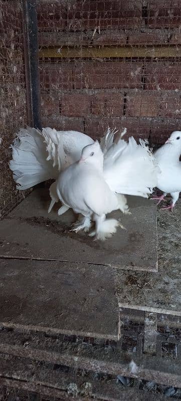 Indian Lakkay Fantail Pigeons 0