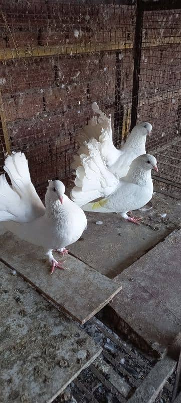 Indian Lakkay Fantail Pigeons 1