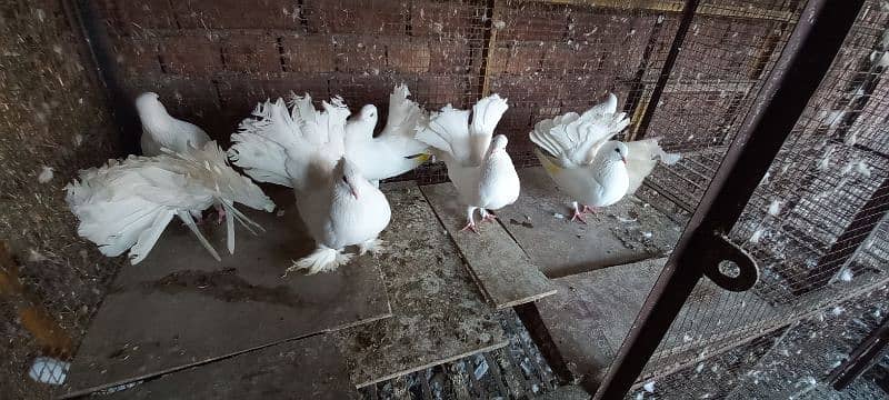 Indian Lakkay Fantail Pigeons 2