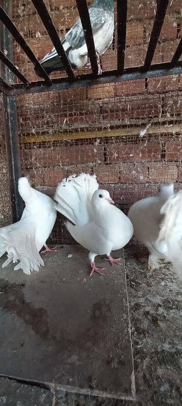 Indian Lakkay Fantail Pigeons 3