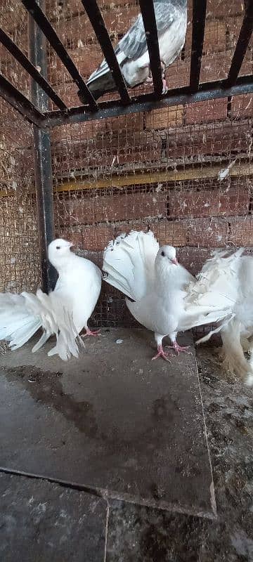 Indian Lakkay Fantail Pigeons 4