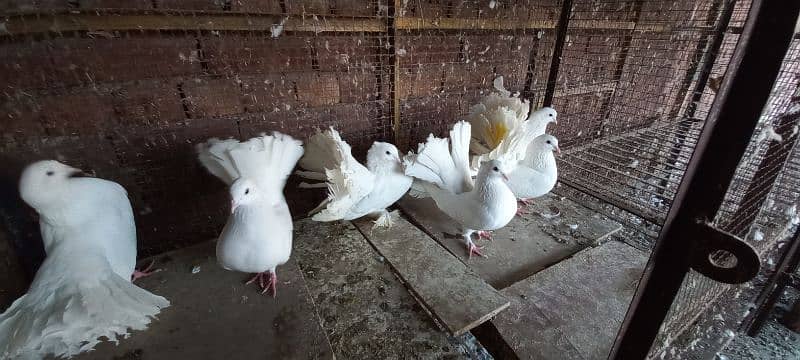 Indian Lakkay Fantail Pigeons 5