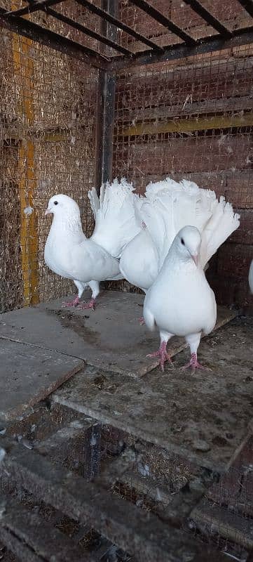 Indian Lakkay Fantail Pigeons 6