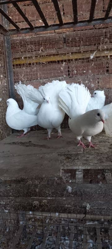 Indian Lakkay Fantail Pigeons 7