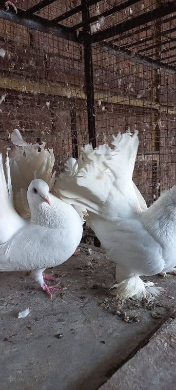 Indian Lakkay Fantail Pigeons 8