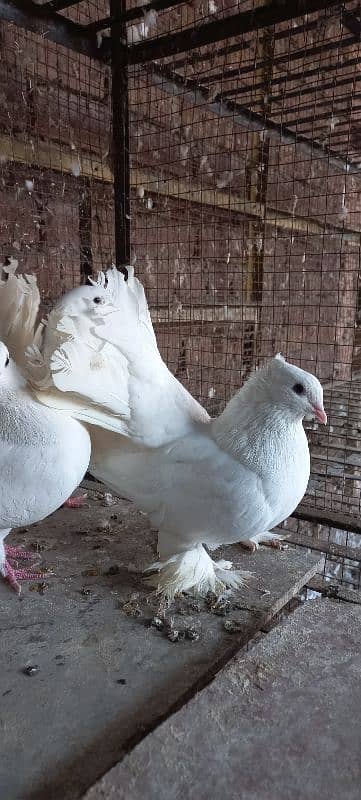 Indian Lakkay Fantail Pigeons 9