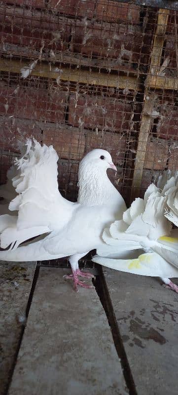 Indian Lakkay Fantail Pigeons 10