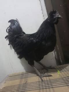 Ayam