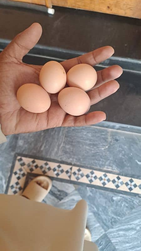 Desi egg for sale 0