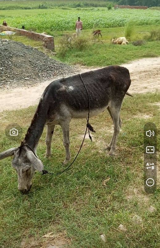 Donkey / Gadha / Khota 0