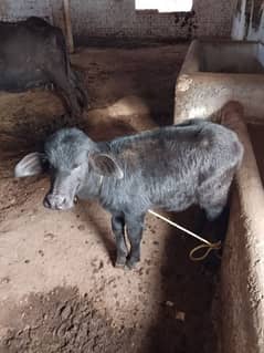 buffalo with female calf 10 liter milk