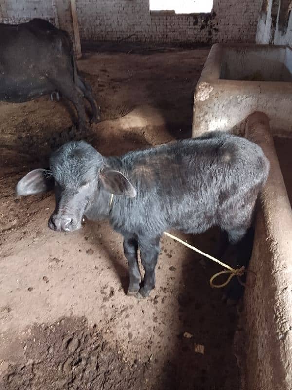 buffalo with female calf 10 liter milk 0