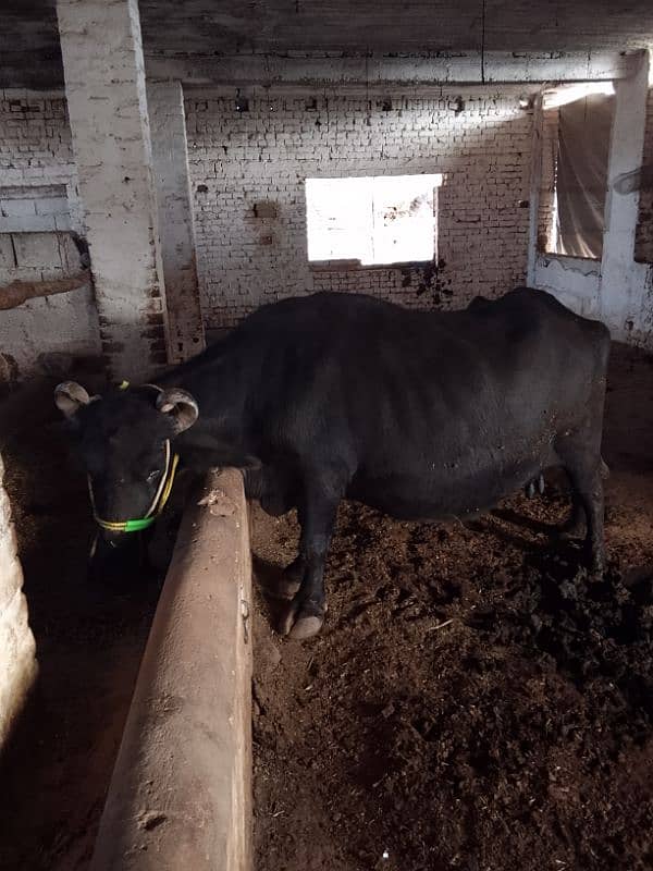 buffalo with female calf 10 liter milk 1