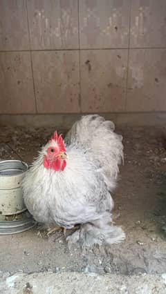 Lavender Couchin Bantam | Crill Couchin Bantam | Wyandotte