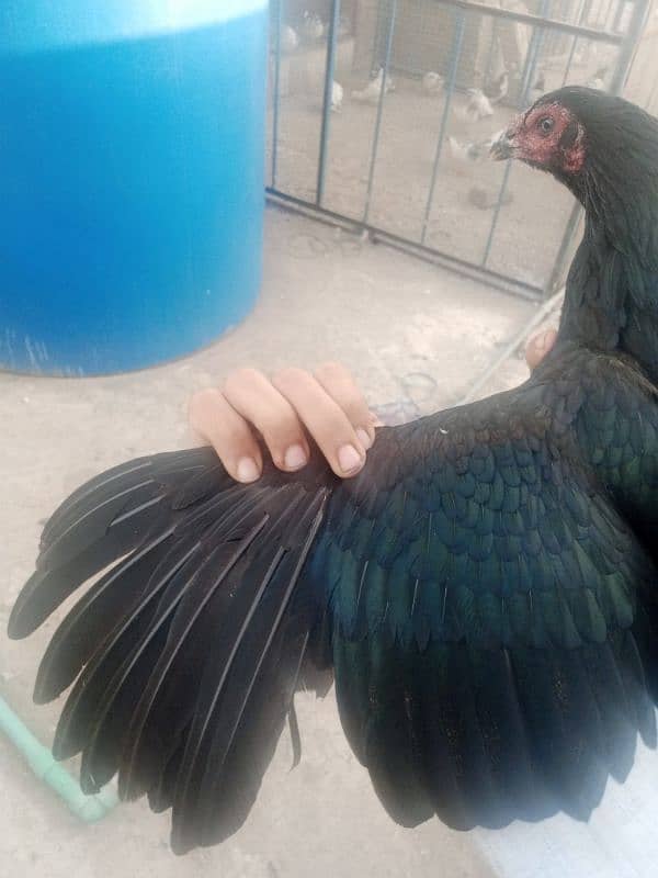 aseel hens for sale 2