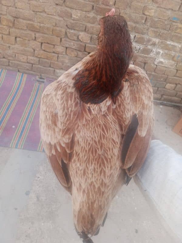 aseel hens for sale 3