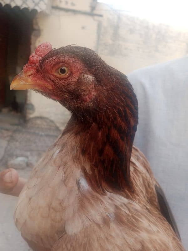 aseel hens for sale 5