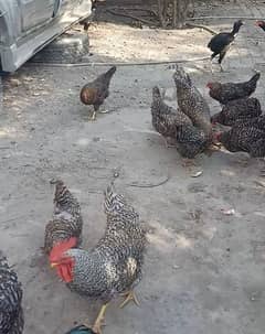 Eggs Laying Hens and Rosters for sale 03224170046