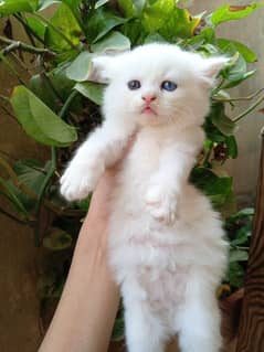 Persian kittens for sale