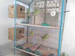 Ringneck breeder Pair Setup urgent Sale need Cash