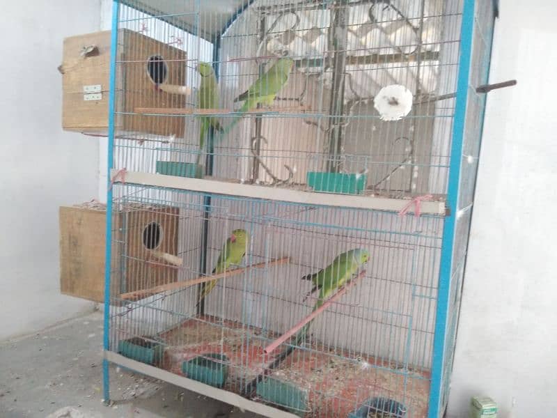 Ringneck breeder Pair Setup urgent Sale need Cash 0