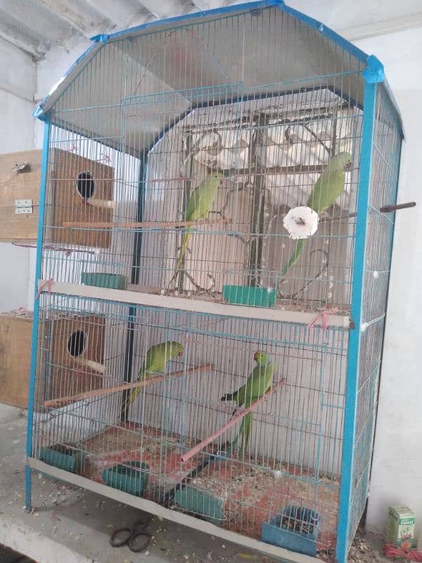 Ringneck breeder Pair Setup urgent Sale need Cash 1